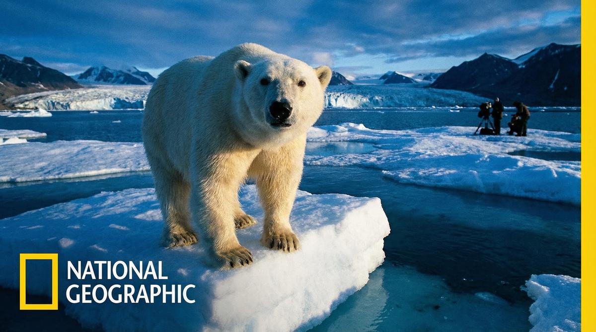 探花北极熊视频